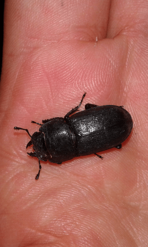 Dorcus parallelipipedus (Lucanidae), femmina? S.